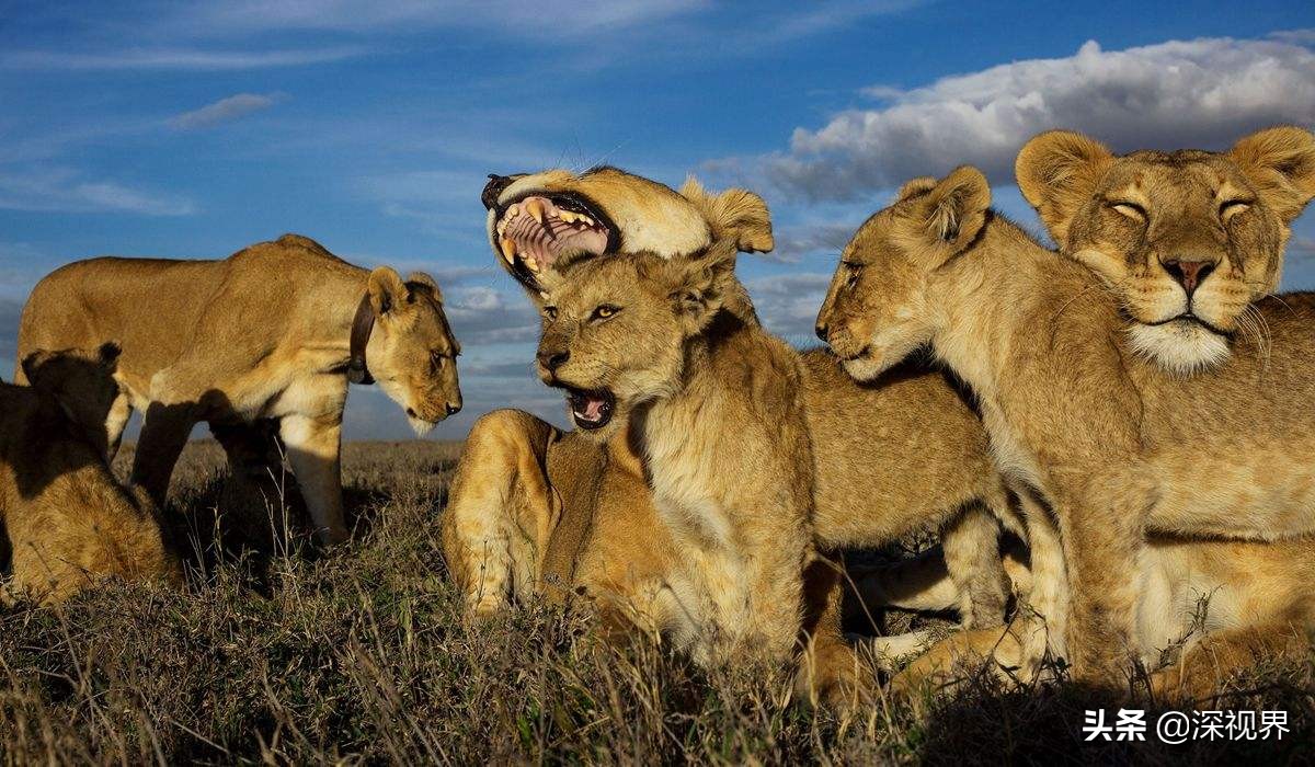 老虎对战狮子老虎更厉害吗,老虎和狮子谁厉害谁是森林之王