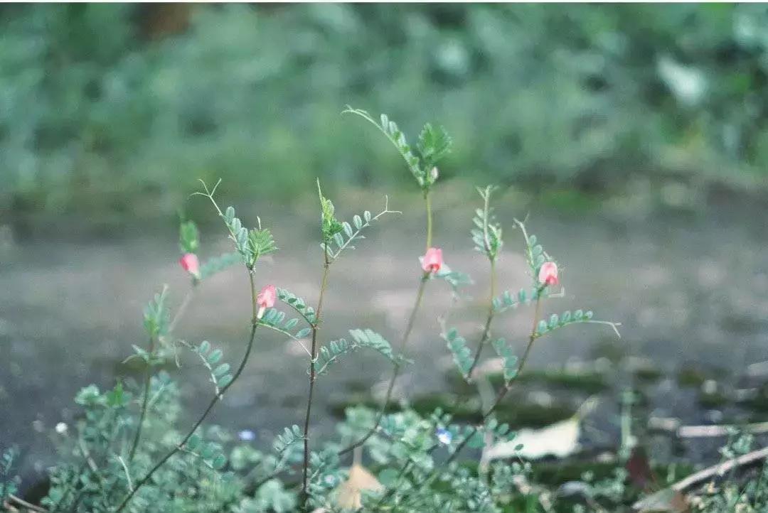 中医刘炳凡,中医刘炳凡治什么病