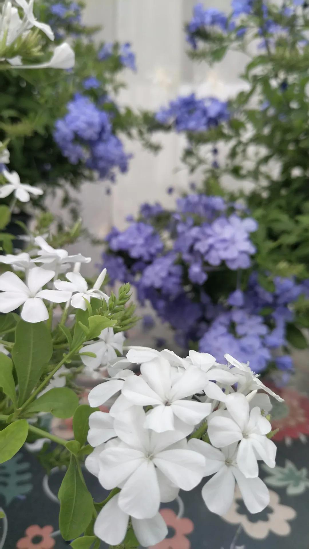 “雪”花那个PiaoPiao，这个世界真好