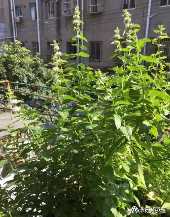 薄荷有清热解毒的作用吗,有一种特别清凉的薄荷