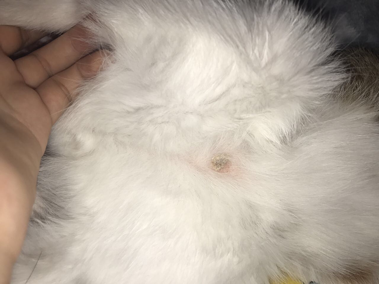 猫癣治疗不干净,猫癣怎么才是痊愈了