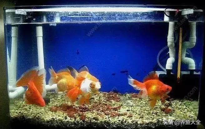 鱼儿吃不动鱼食,金鱼的另类鱼食