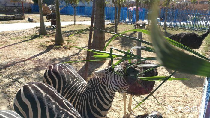 冬天去福清野生动物园,福建省福清永鸿野生动物园