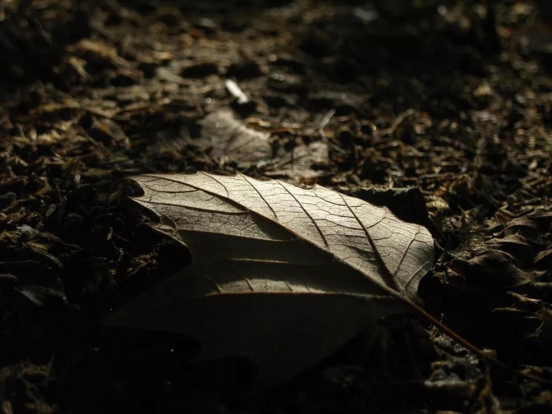 黄台瓜辞朗诵,黄台瓜辞诗句