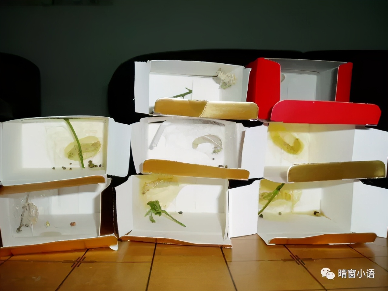 养蚕过程记录表格三年级,养蚕三龄蚕的方法