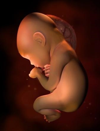 胎儿发育全过程标本,是否能看到胎儿的发育过程