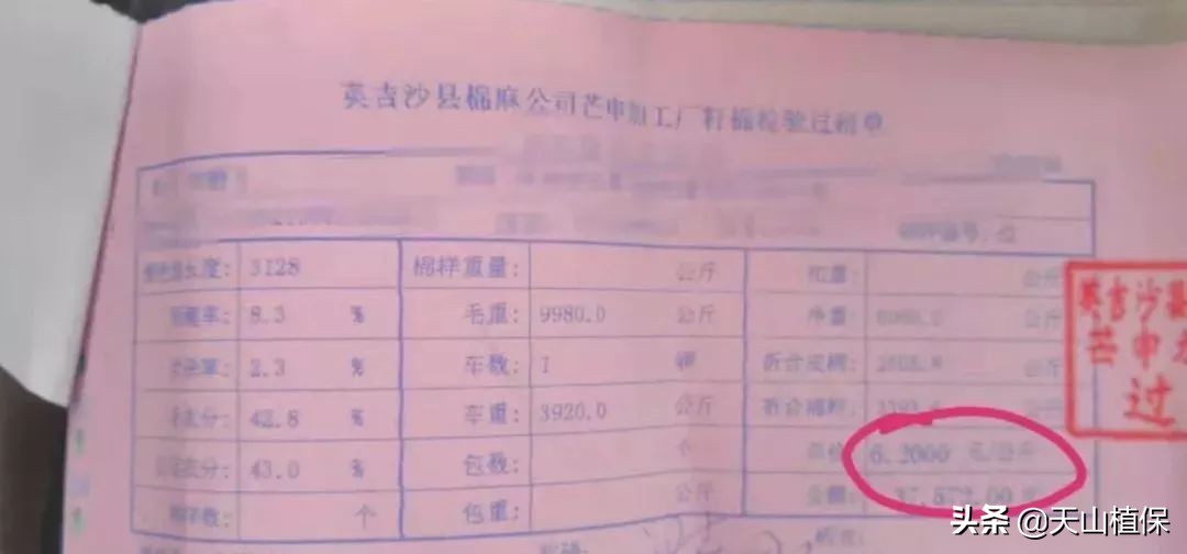 11月25日新疆籽棉收购价格,籽棉收购价格继续回落