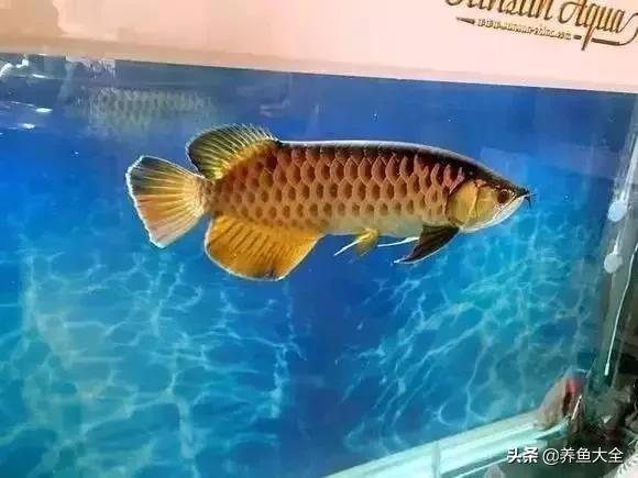 养鱼大神都养什么鱼,鱼缸养鱼都有哪些鱼