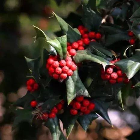 园林耐阴药大全,园林耐阴苗木套种花