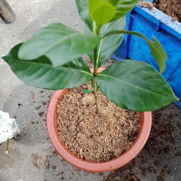 室内用塑料瓶扦插生根最快方法,瓶子装水养花