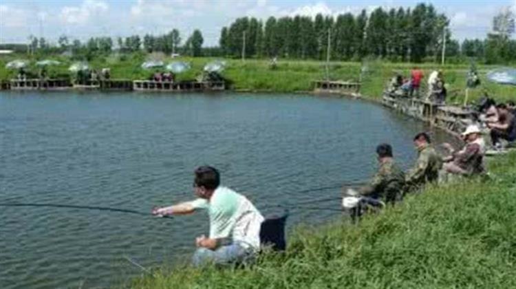 什么饲料诱鱼效果特别好,诱鱼效果最好的料