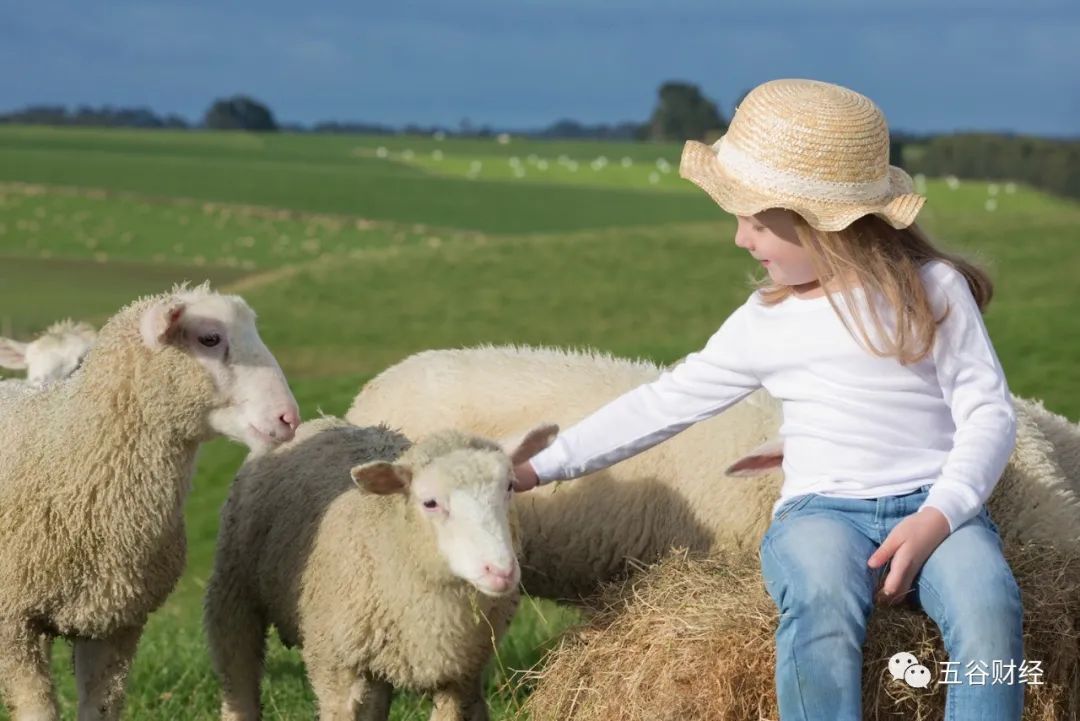 张雨绮代言蓝河乳业，绵羊奶粉销售三位数增长，加大营销力度