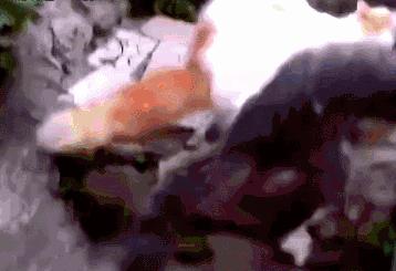 猫咪不小心受伤了该怎么办？这些有效的处理方式铲屎官们一定要看