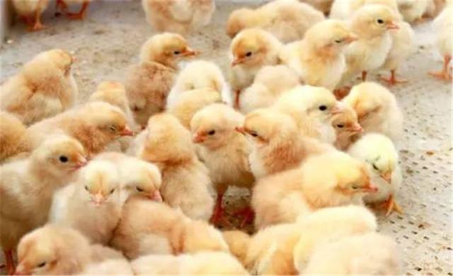 花水湾温泉度假酒店,金陵花水湾温泉酒店