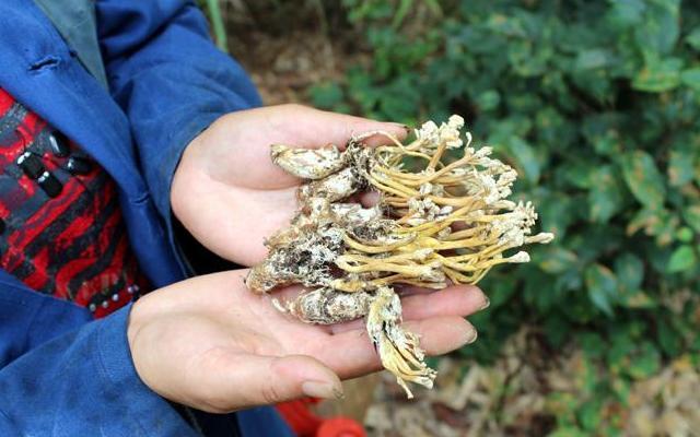 被称为南方的冬虫夏草金蝉花,金蝉花媲美虫草