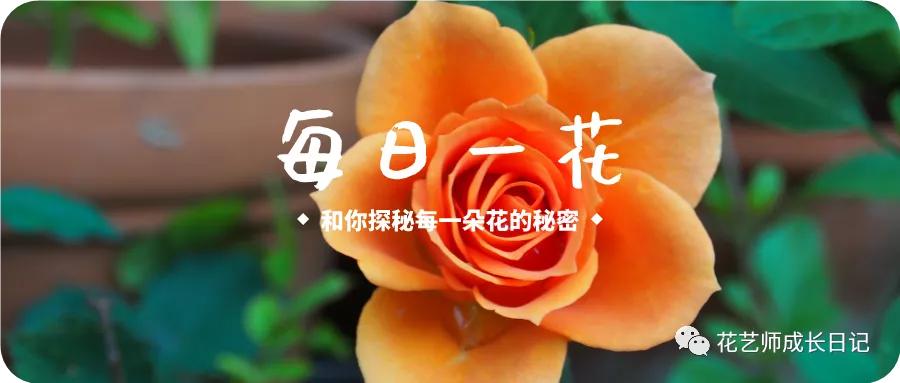 满天星什么色好看,推荐好看颜色满天星