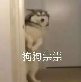 怎么才算纯种泰迪狗呢图片,纯种狗和非纯种狗的区别哪个好