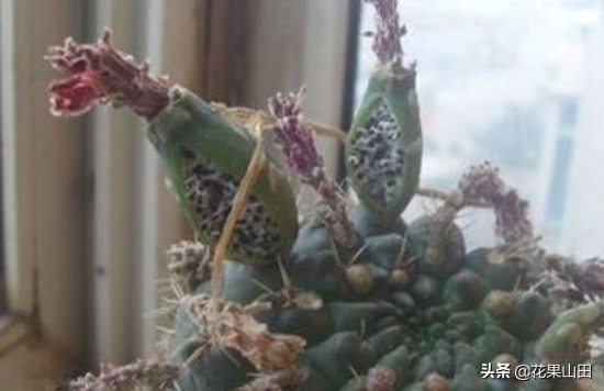 仙人球开完花以后浇什么肥料,仙人球开花要注意哪些