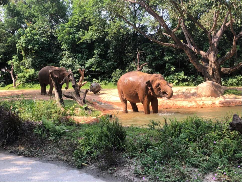 暑期广州长隆野生动物世界门票,长隆海洋王国和野生动物园门票