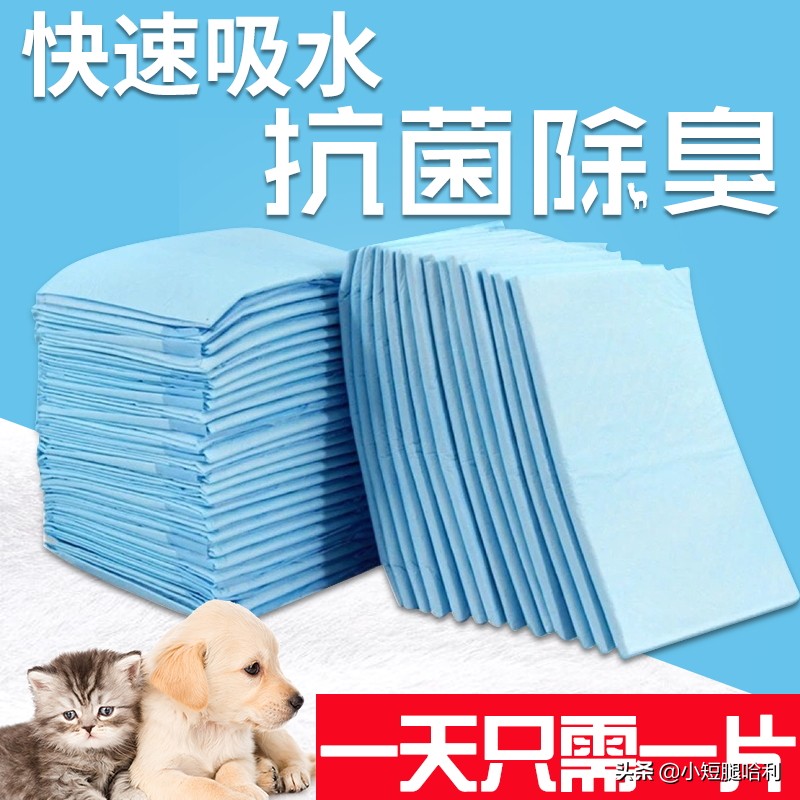 狗舍怎么养柯基,新手养狗适合养柯基吗