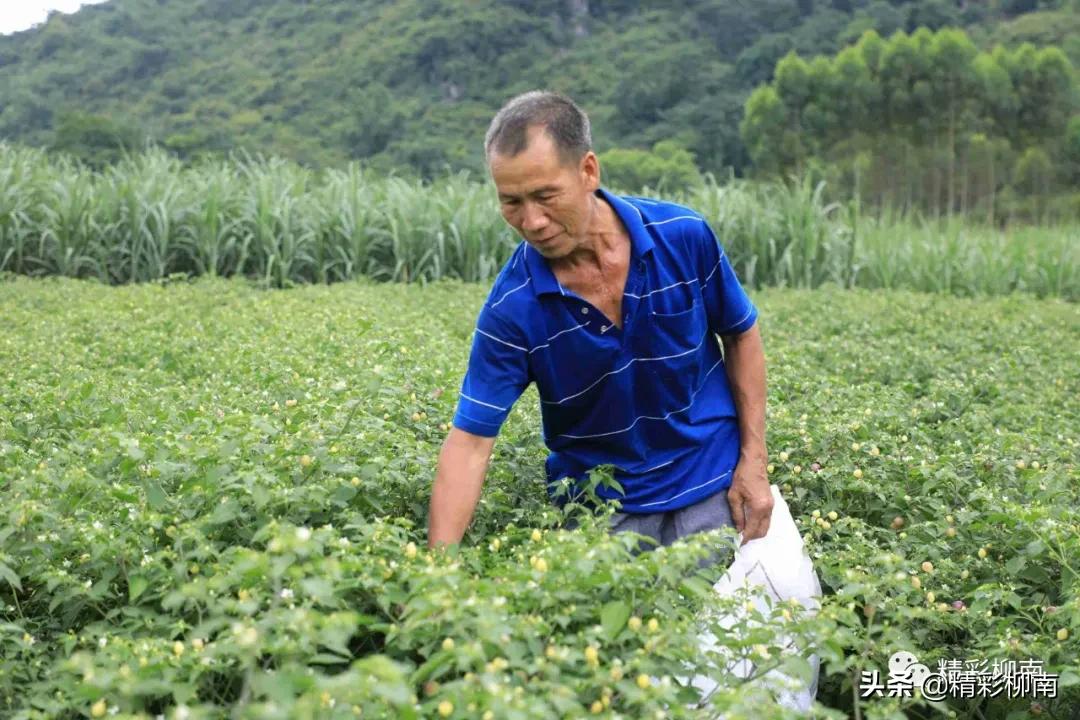 乡镇辣椒丰收信息,火红的辣椒映出红红火火的日子