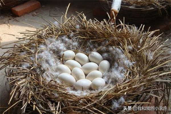 自繁自养小鹅需要做好哪些工作？孵化过程中应该如何管理？