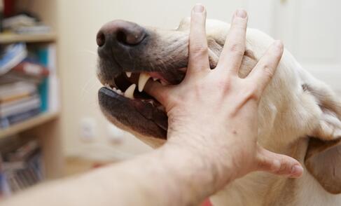 狗狗老是咬自己的后腿是怎么回事,狗狗想咬幼猫怎么办