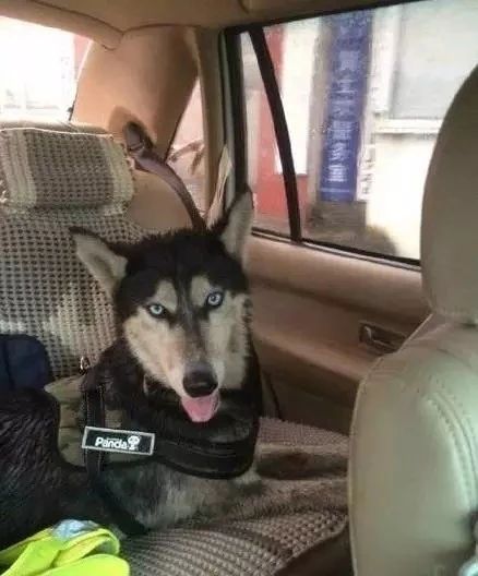 哈士奇跑进派出所,终于知道哈士奇拆家