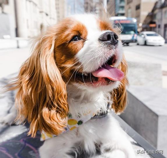 不喂狗会复位吗,不喂狗的下场