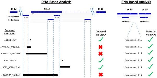 dna与rna在细胞中的分布实验步骤,dna和rna能检查出来癌细胞吗