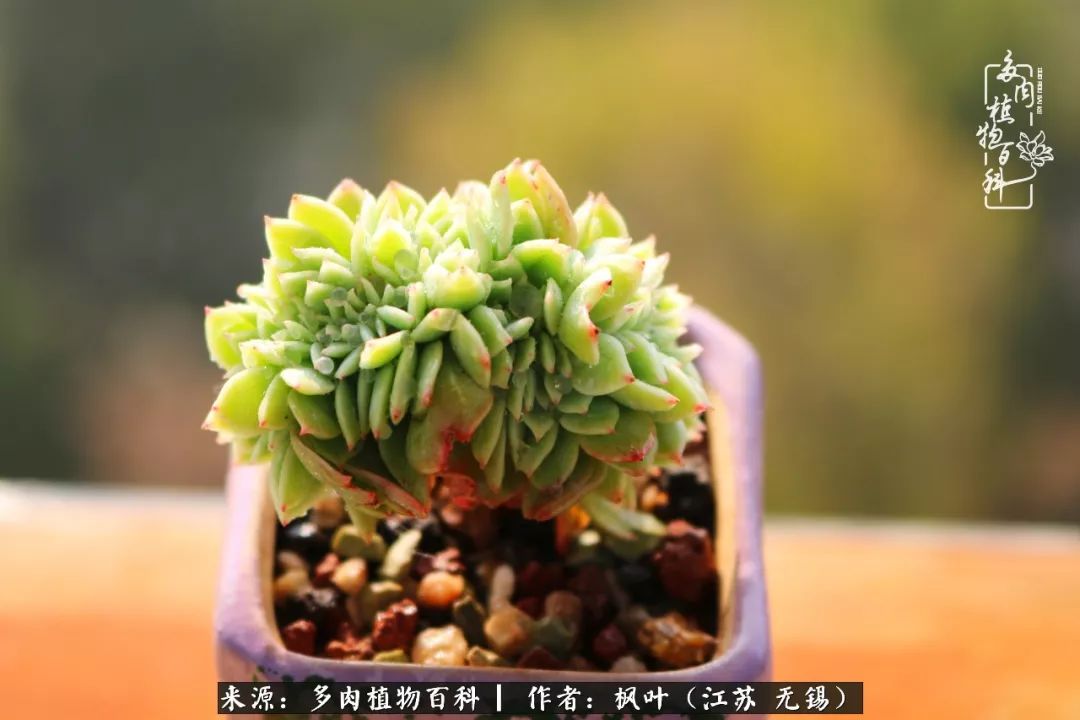 多肉与生命感悟,多肉时光