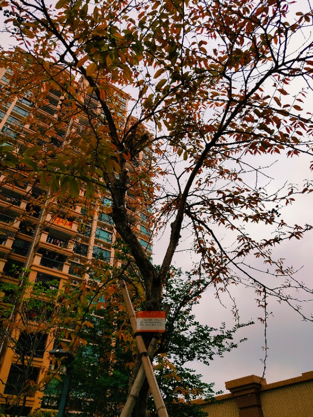 古镇居乐,古城宜居