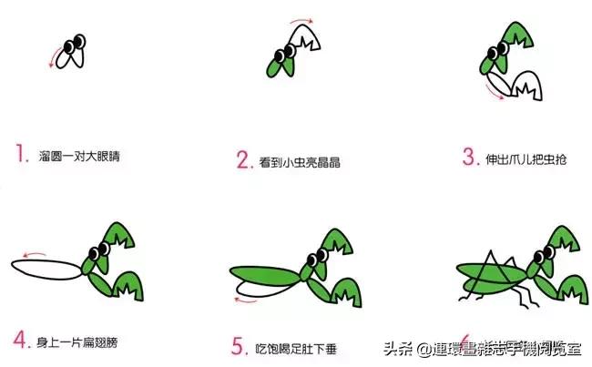可爱的小昆虫简笔画,我认识的昆虫简笔画