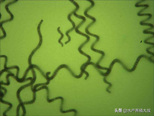 水产养殖藻类培养做法,水产养殖什么藻类最好