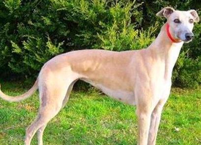 狗狗在寒冷的冬天能冻死吗,6种最怕冷的狗狗你家狗上榜了吗