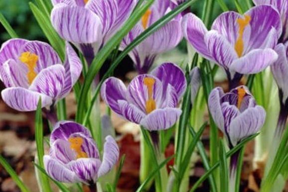 番红花种植方法,番红花为什么被称为植物之王