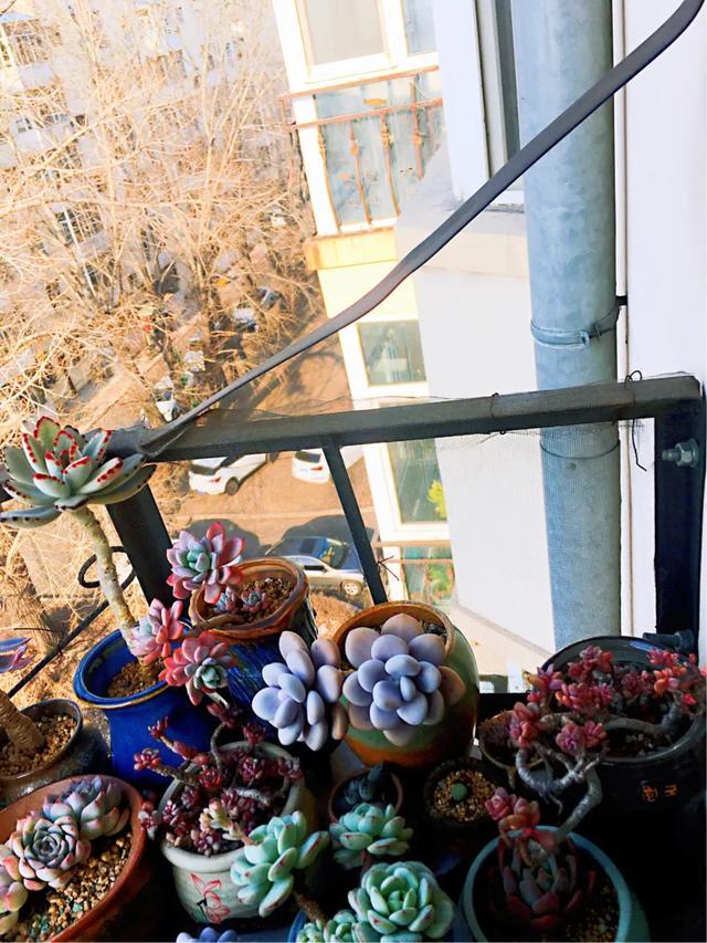 多肉是如何上色的,多肉怎么上色快又好看的绝招