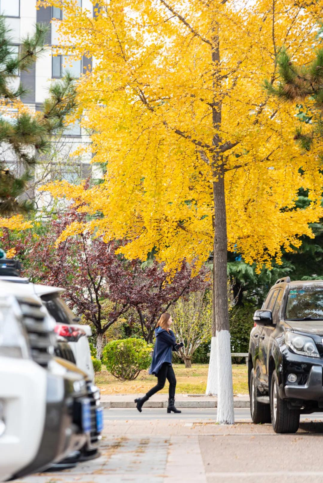 醉美大工秋|读书不觉已秋深，____________