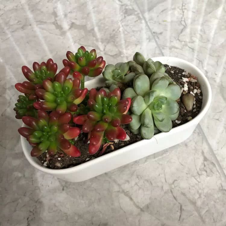 新手小白入坑多肉必看攻略,多肉新手入坑必备指南