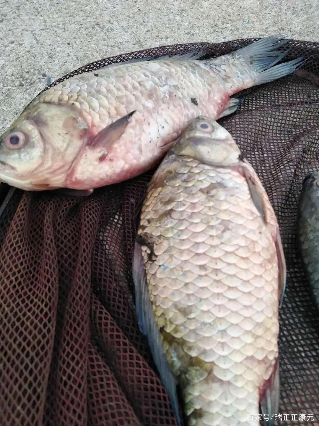 水产鱼出血病怎么治,鱼出血病最快的治疗方法