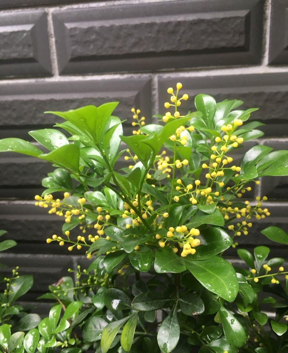 米兰花什么品种好养还花香,米兰花怎么养叶子才会油绿有光泽