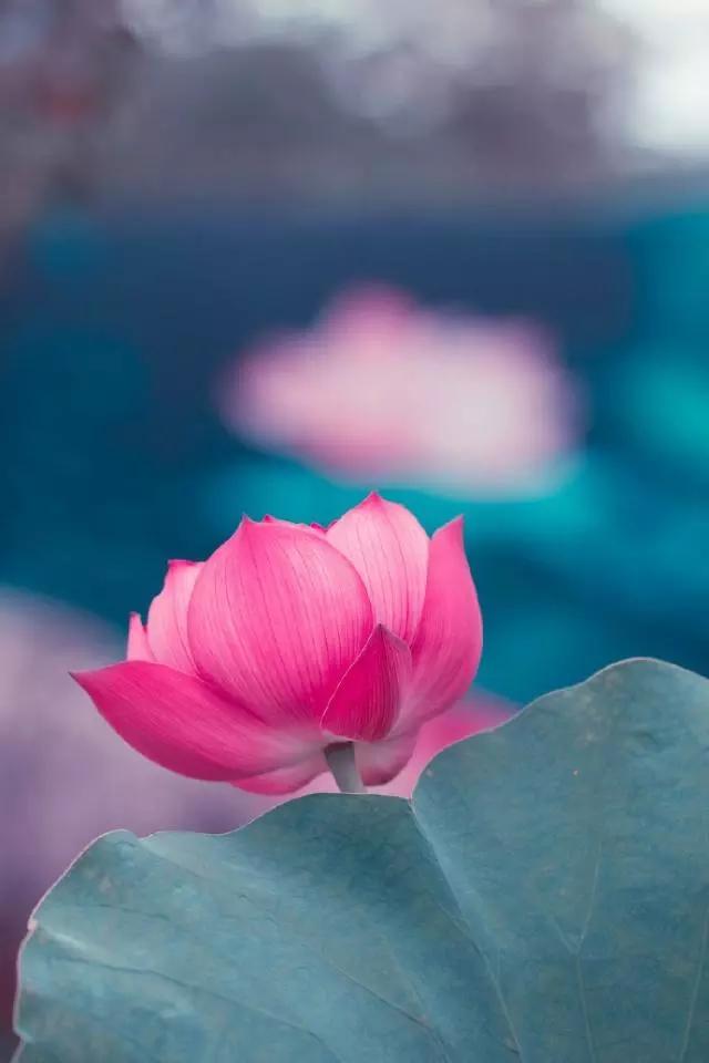 佛语禅心经典句子书法,佛语禅心经典句子及译文