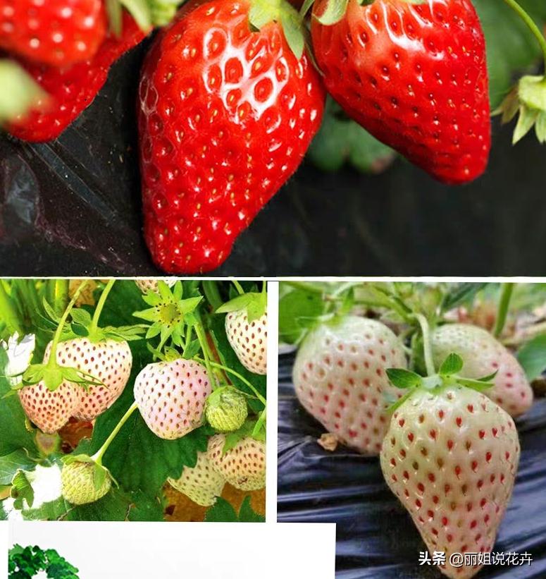 盆栽草莓怎么打红蜘蛛,盆栽草莓长了红蜘蛛怎么治