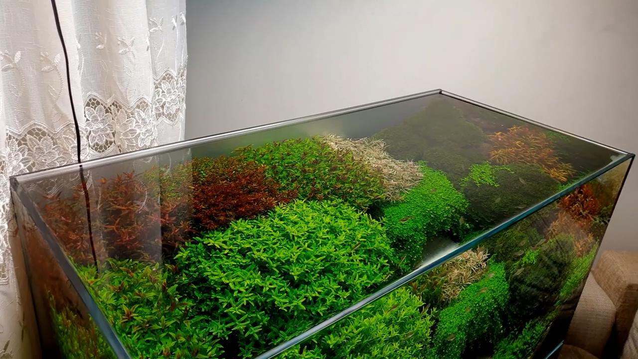 草缸水草发黄开始溶叶是什么原因,草缸水草发黄