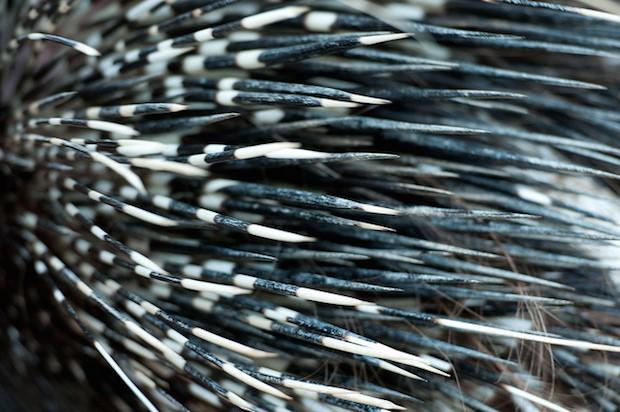 豪猪怪和犀牛怪,豪猪是不是骗局