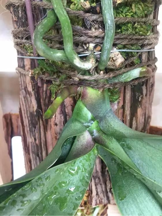 兰花冬季移种如何快速生根,把兰花种树上