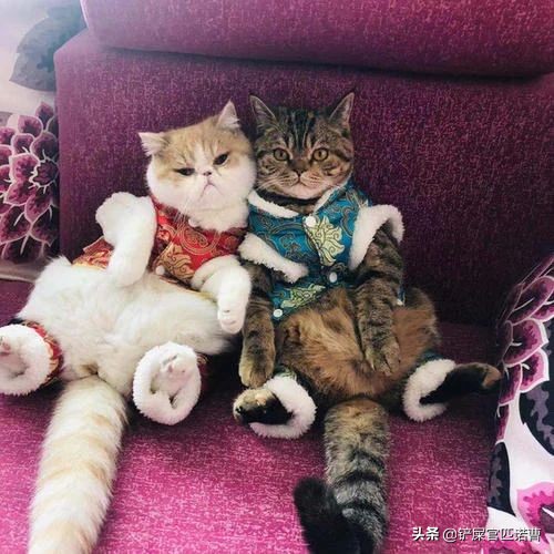 家里有小孩子父母不让养猫怎么办,家长不让在家里养宠物怎么办