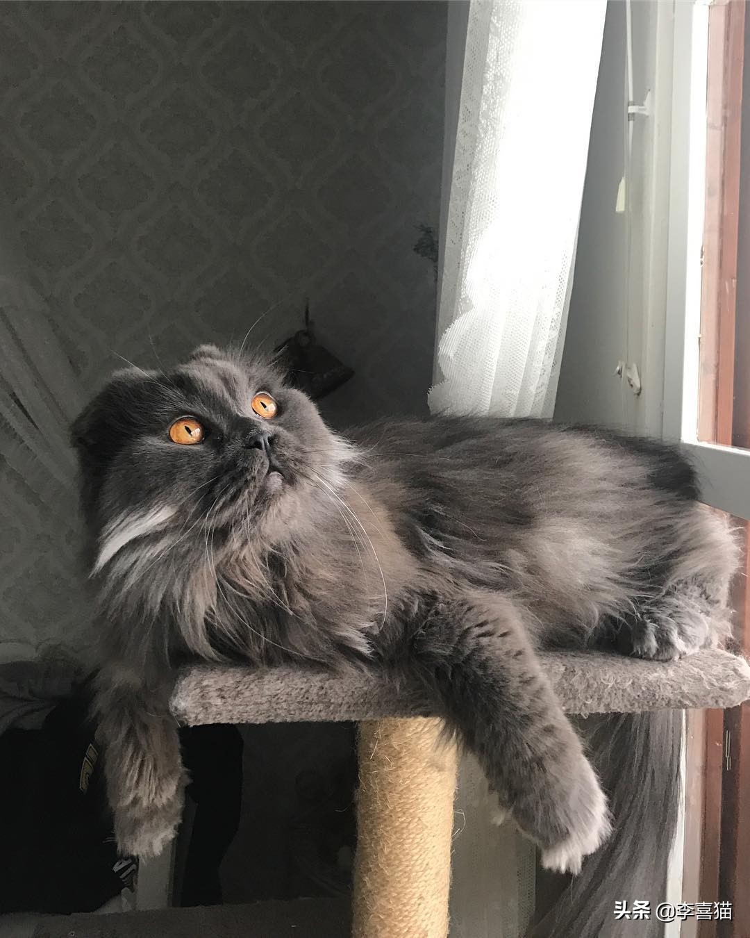 铲屎官如何避免猫咪挠到自己,铲屎官都会被猫咪挠吗