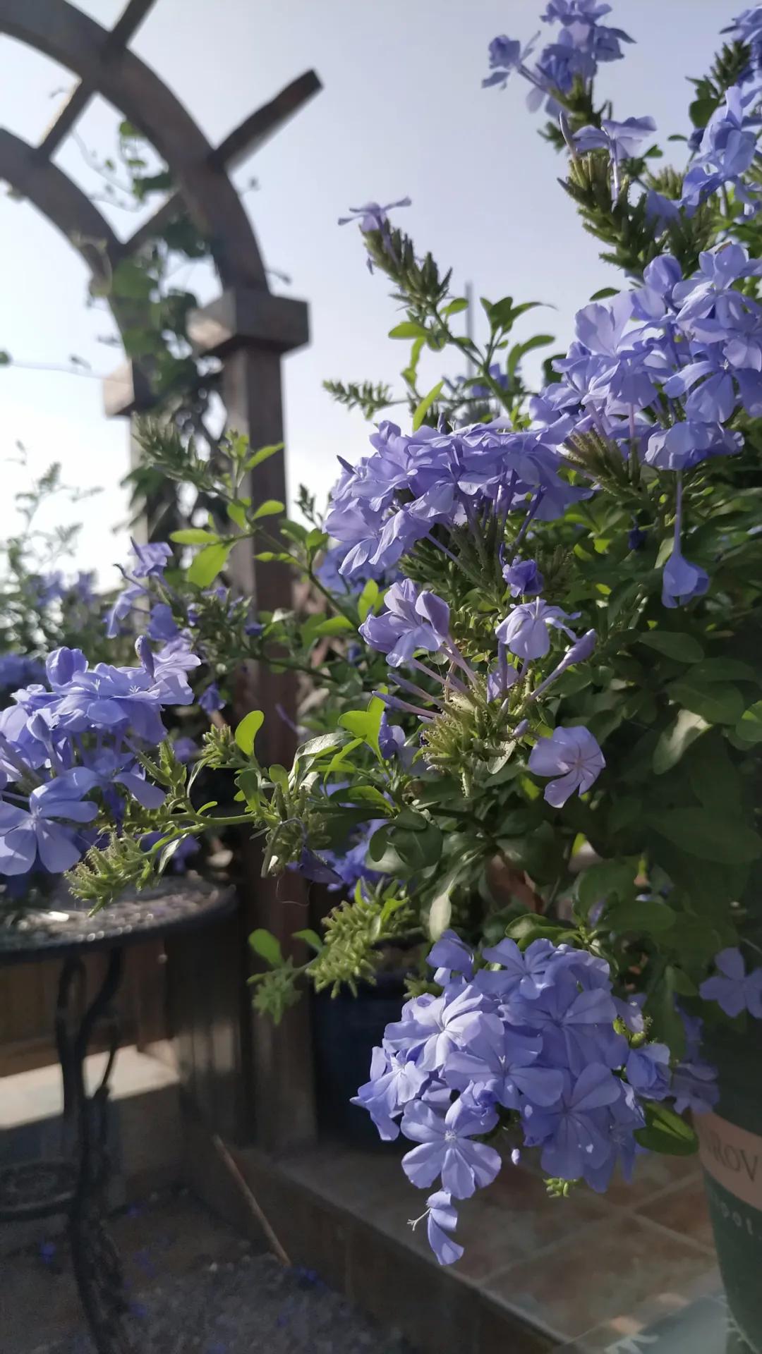 “雪”花那个PiaoPiao，这个世界真好