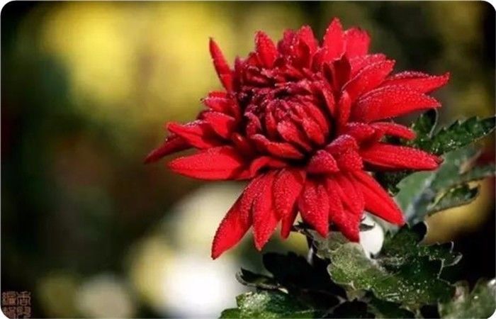 菊花100幅欣赏,菊花的十大绝美诗句